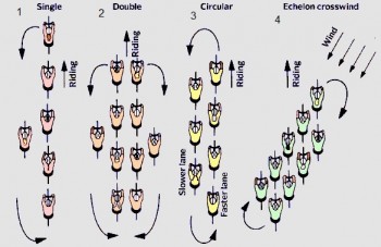 how a group of cyclists ride - Come pedala un gruppo di ciclisti